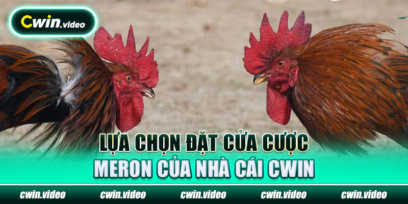 Lựa chọn đặt cửa cược Meron của nhà cái Cwin