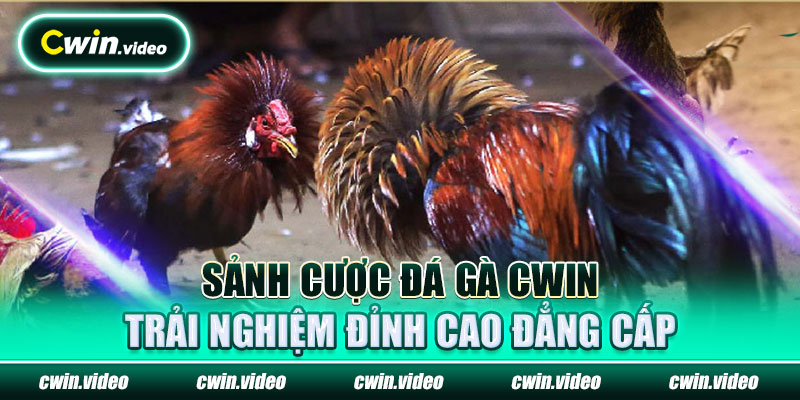 Sảnh cược ĐÁ GÀ Cwin - Trải nghiệm đỉnh cao đẳng cấp