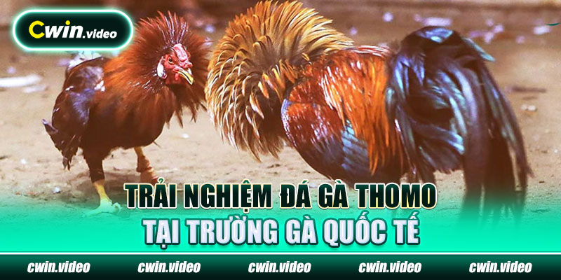 Trải nghiệm ĐÁ GÀ Thomo tại trường gà quốc tế